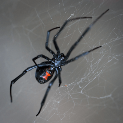 Protect Your Utah Home from Deadly Spiders This Winter