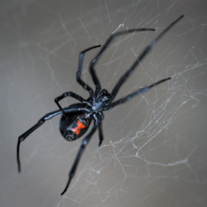 Black widow spider