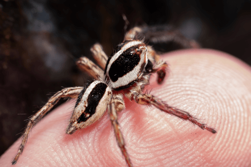 Jumping spider on a human finger.