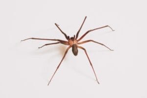 Brown recluse