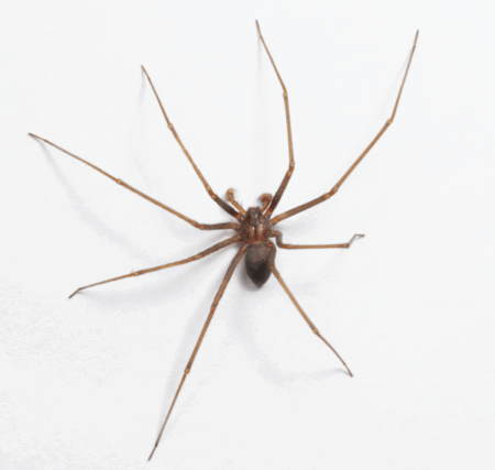 The Brown Recluse 101