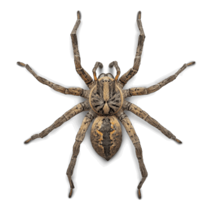 Pest of the Month: Wolf Spider