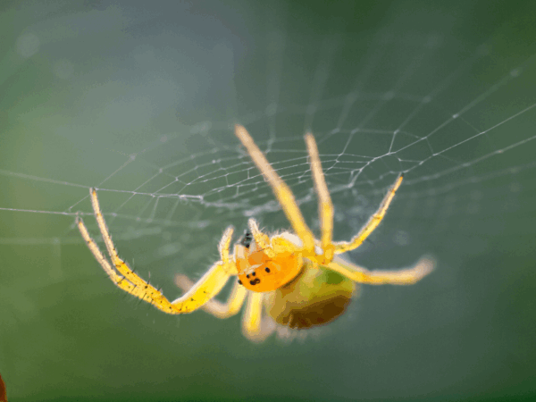 Yellow Sac Spiders in Utah: Risks & Prevention Tips