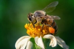 Honeybee actively collecting nectar.