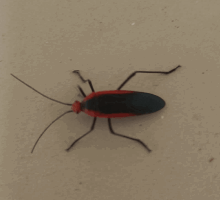 Are Box Elder Bugs Harmful?