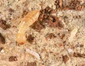 Termite in its natural environment.