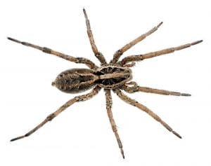 Wolf Spider on a white background