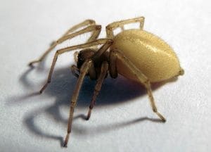 A spider with a pale, yellowish-beige body.