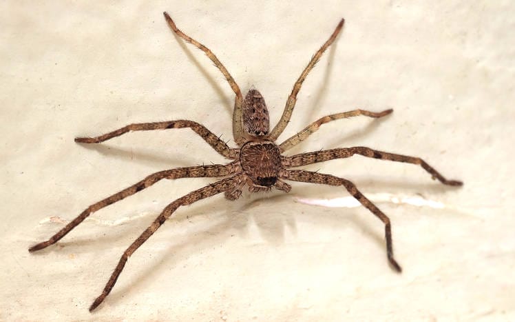 A large brown spider