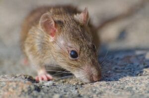 Close-up image of a Norway rat