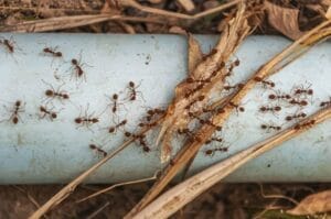 A large group of red ants moving in organized trails.