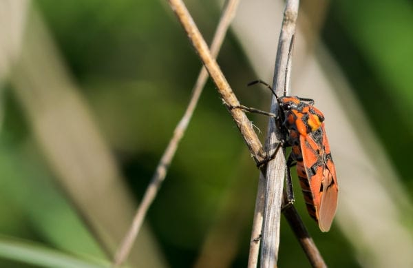 Box Elder Bugs: Tips and Ideas