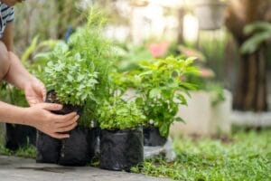 Maintaining healthy plants.