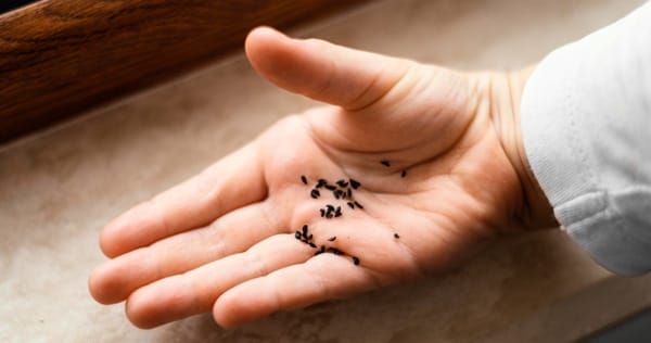 Child holding small dark seeds or pest droppings in their palm, emphasizing the importance of home safety and pest inspections.