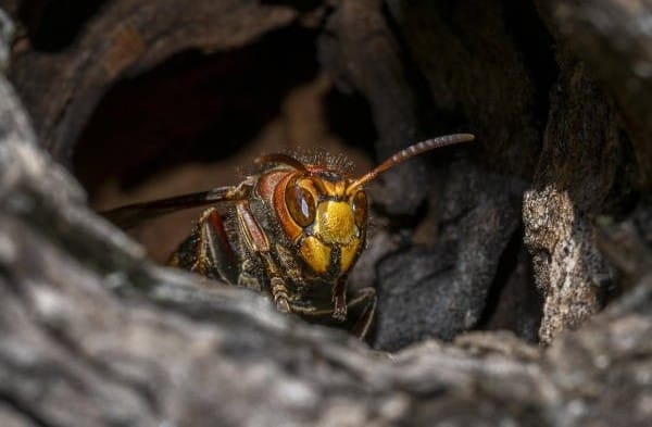 A European hornet in a nest
