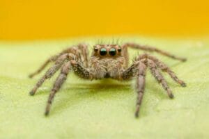 Jumping spider on a light green surface.