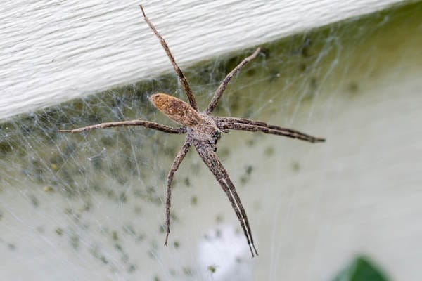 How Do I Get Rid of These Spiders?