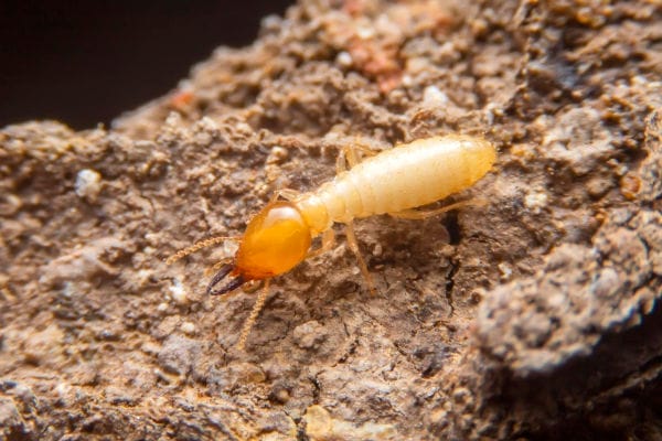 A soldier termite.