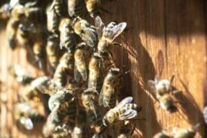 A close-up view of a cluster of honey bees.