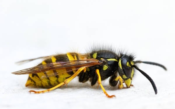 A yellow jacket wasp.
