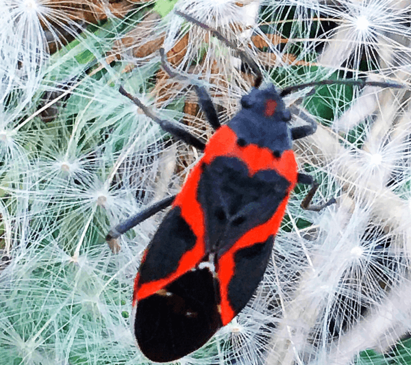 Close up Boxelder bug