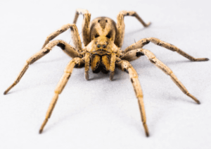 Close up Wolf spider