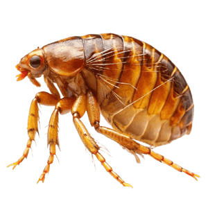 Dog flea