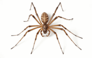 Hobo spider