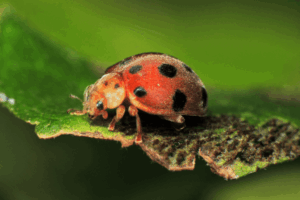 Mexican bean beetle