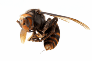 A giant murder hornets