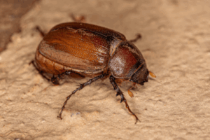 Adult june beetle