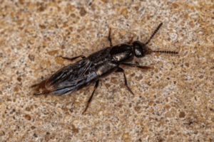 Adult rove beetle