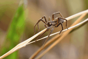 Macro shot of wolf spider