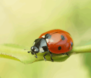Ladybug beetle