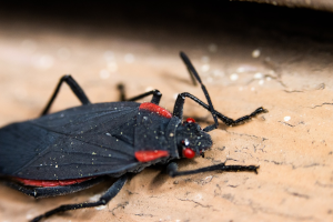 Black and red insect
