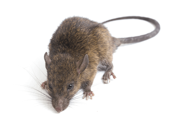 Rodent control in Utah