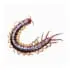 Centipedes Removal in Utah