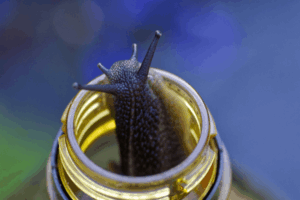 Snail bottle trap