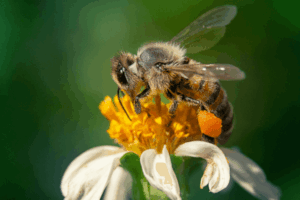 Honeybee perched on a white and yellow flower.