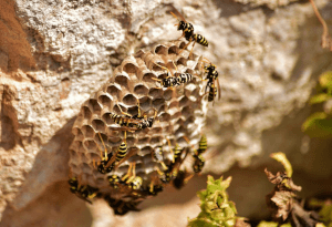 Bees Paper wasp nest