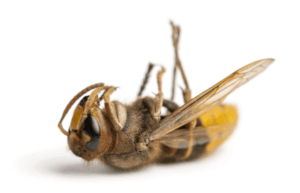 Dead hornet