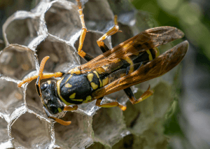 Paper wasp on its nest