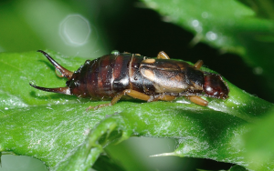 Earwig resting on a vibrant green leaf