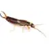 Earwigs Removal in Utah