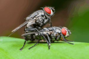 two flies on a vibrant green leaf