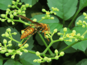 Hornet on leaf buds
