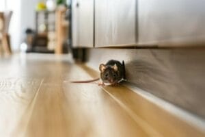 Mouse peeking out from a hole