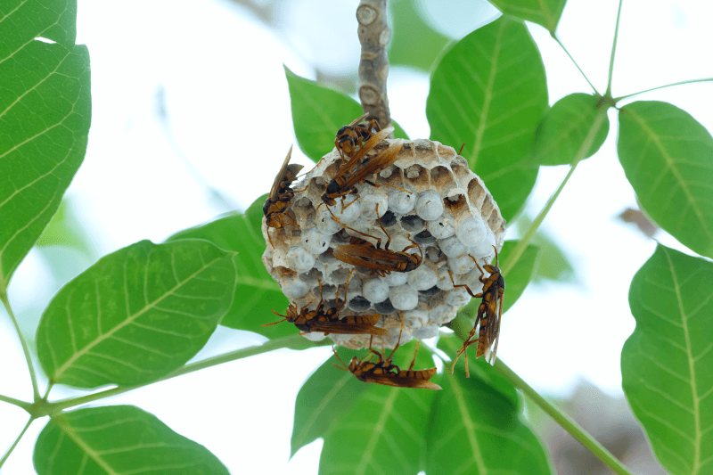 Wasp nest hanging