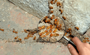 Worker termites and magnifying glass