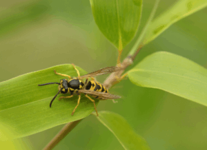 Wasp on a green leaf